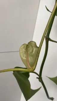 How to Treat Wilting Disease on Heartleaf philodendron?
