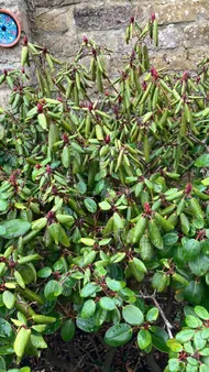 Wie behandelt man die Krankheit Welke bei Catawba-rhododendron?