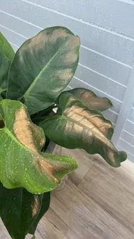 Wie behandelt man die Krankheit Blattfule bei Rotblttriger Philodendron?