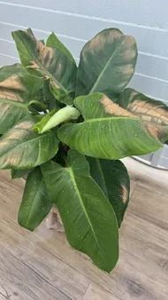 philodendron brasil tricolor Philodendron ‘Brasil’ – Variegated, Low-Light Trailing Houseplant 3