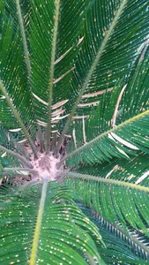 ソテツ（蘇鉄）の赤斑病の治療方法は？