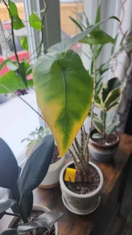 bogenhanf temperatur Sansevieria Moonshine (Bogenhanf)