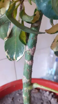 How to Treat Brown blotch Disease on Dwarf umbrella tree?