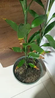 How to Treat Brown blotch yellow edge Disease on Lucky bamboo?