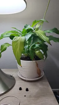 rubber fig tree Ficus Ruby Rubber Tree  Lakewood Plant Company