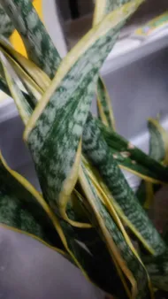 How to Treat Wilting Disease on Snake plant?