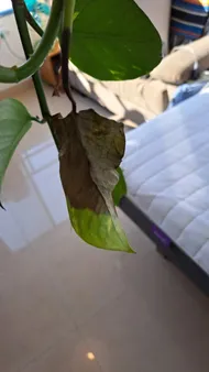 How to Treat Leaf rot Disease on Golden pothos?