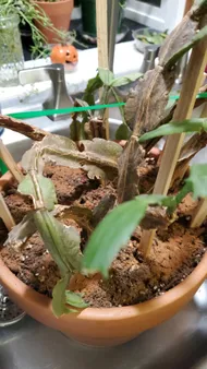 How to Treat Wilting Disease on False christmas cactus?