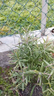 carolina jasmine plant Carolina Jasmine main image 0