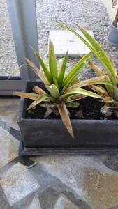 ¿Cómo tratar la enfermedad Podredumbre de las hojas en Piña?