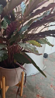 How to Treat Brown blotch yellow edge Disease on Furry Feather Calathea?