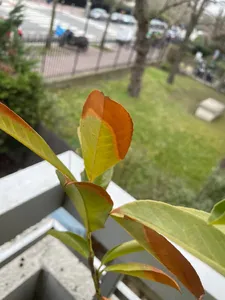 lonicera tellmanniana Lonicera tellmanniana – Geißblatt mit großen, orange-goldenen Blüten u –  Secret Garden Plant Shop main image 0