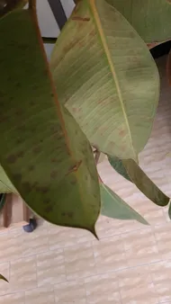 monkey leaf monstera ableger Monstera Ableger Box Premium – Foliage Dreams main image 0