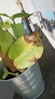 How to Treat Leaf rot Disease on Golden pothos?