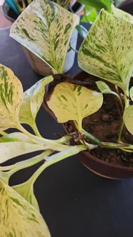 How to Treat Leaf rot Disease on Golden pothos?