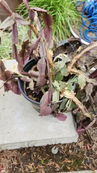 How to Treat Wilting Disease on False christmas cactus?