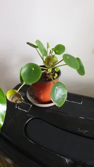 How to Treat Leaf rot Disease on Chinese money plant?