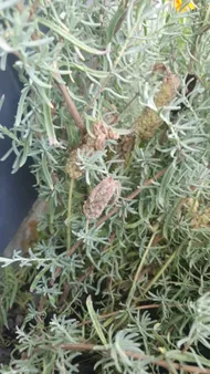 How to Treat Brown blotch Disease on Topped lavender?