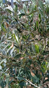 Wie behandelt man die Krankheit Blattbrune bei Olivenbaum?