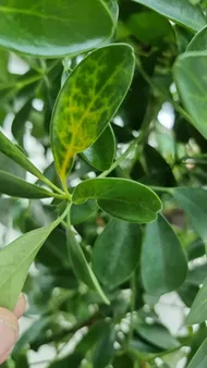 How to Treat Leaf veins yellowing Disease on Dwarf umbrella tree?