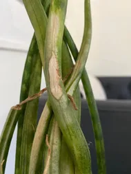 sansevieria trifasciata erde Sansevieria trifasciata 