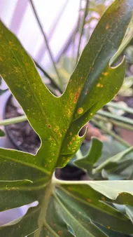 Wie behandelt man die Krankheit Braune Flecken bei Philodendron Xanadu?