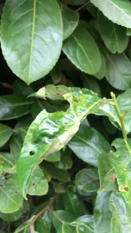 monstera siltepecana care Monstera siltepecana 4