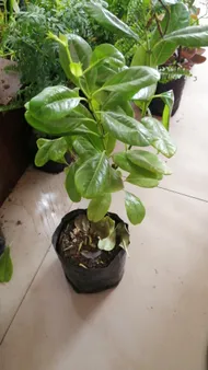monstera deliciosa albo variegated Monstera deliciosa 