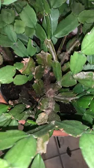 How to Treat stem brown spot Disease on False christmas cactus?