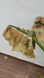 How to Treat Leaf rot Disease on Giant taro?