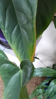 buy zz raven plant ZZ Zamioculcas 'Black Queen' | Indoor Plant | Tropical Plant | Potted Plant