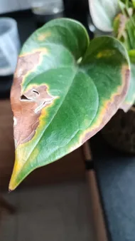 How to Treat Brown blotch yellow edge Disease on Flamingo flower?