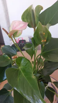 Wie behandelt man die Krankheit Braune Flecken bei Groe Flamingoblume?