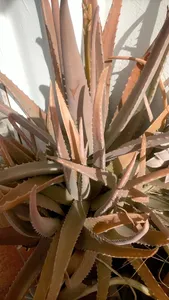 Wie behandelt man die Krankheit Schwarze Flecken bei Echte Aloe?