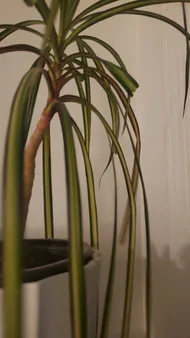 Wie behandelt man die Krankheit Braune Flecken bei Dracaena reflexa?