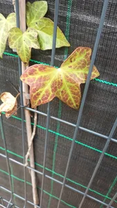 efeutute n joy kaufen Efeutute - Scindapsus (Epipremnum) N'joy - Ø12cm