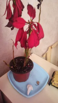 Wie behandelt man die Krankheit Welke bei Weihnachtsstern?