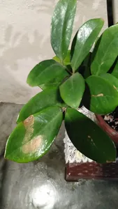 glückskastanie groß kaufen Glückskastanie (Pachira Aquatica) 160 cm kaufen – Große Zimmerpflanze –  PlantmyHome