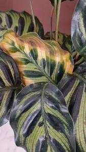 goldfruchtpalme wird braun Goldfruchtpalme XL | Dypsis main image 0