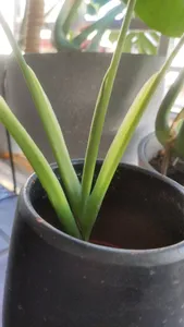 Wie behandelt man die Krankheit Braune Flecken bei Monstera obliqua?