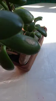 How to Treat Brown blotch Disease on Jade plant?