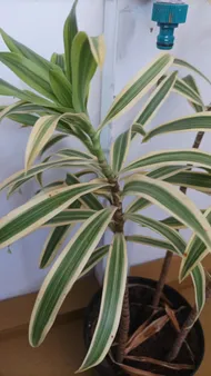 Wie behandelt man die Krankheit Braune Flecken bei Dracaena reflexa?