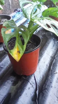 philodendron hamburg Philodendron Scandens Brasil Hängepflanze | 40 cm main image 0