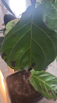 How to Treat Black blotch Disease on Fiddle-leaf fig?
