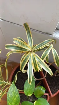 Wie behandelt man die Krankheit Braune Flecken bei Dracaena reflexa?