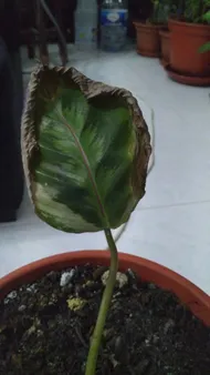 ficus moonshine variegata shivereana 20