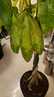 How to Treat Brown blotch Disease on Money tree?