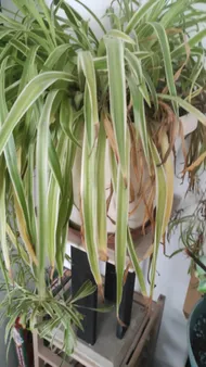 How to Treat Leaf rot Disease on Spider plant?