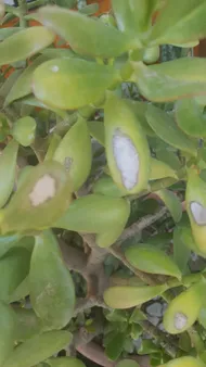 How to Treat Brown blotch Disease on Jade plant?