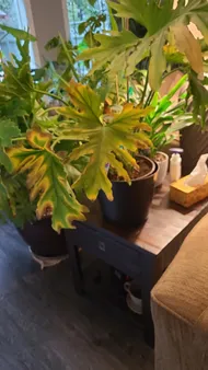 How to Treat Brown blotch yellow edge Disease on Selloum?